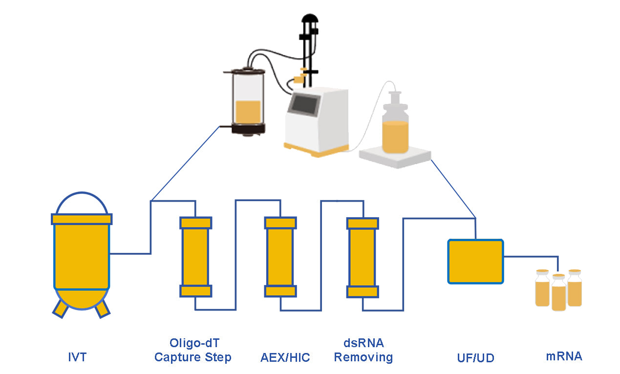 Optimization of Industrial Production and Purification of Self-Amplifying mRNA