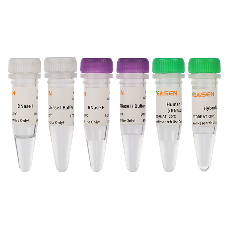 Hieff NGS™ MaxUp Human rRNA Depletion Kit ( Human/Mouse/Rat)-12257ES